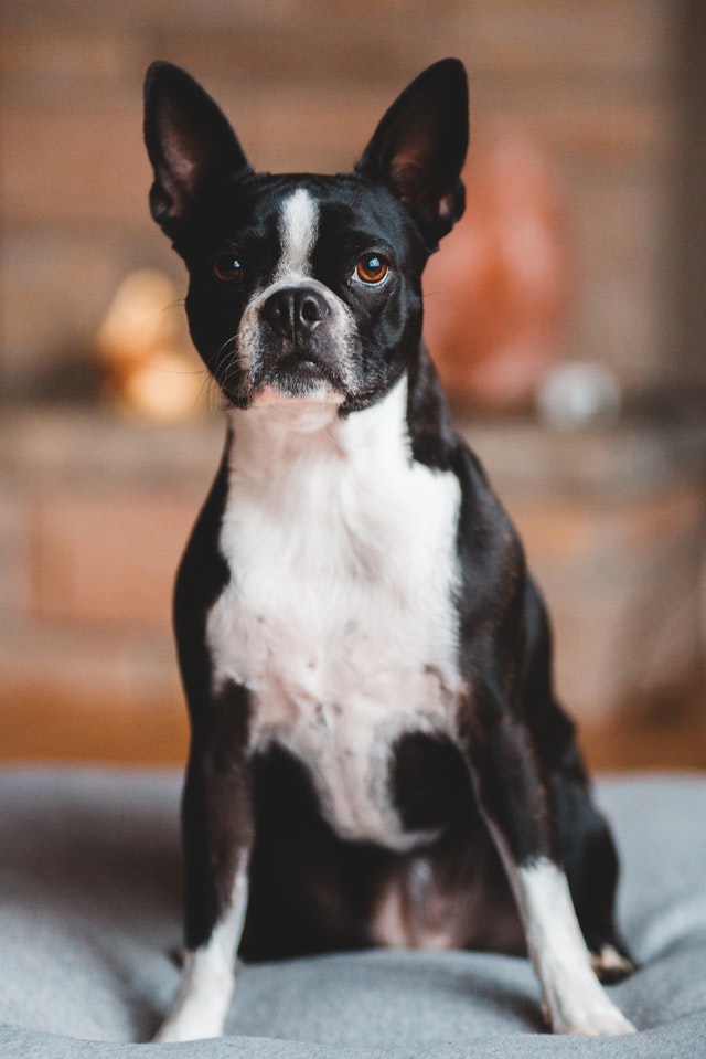 Boston Terrier Puppy for Sale