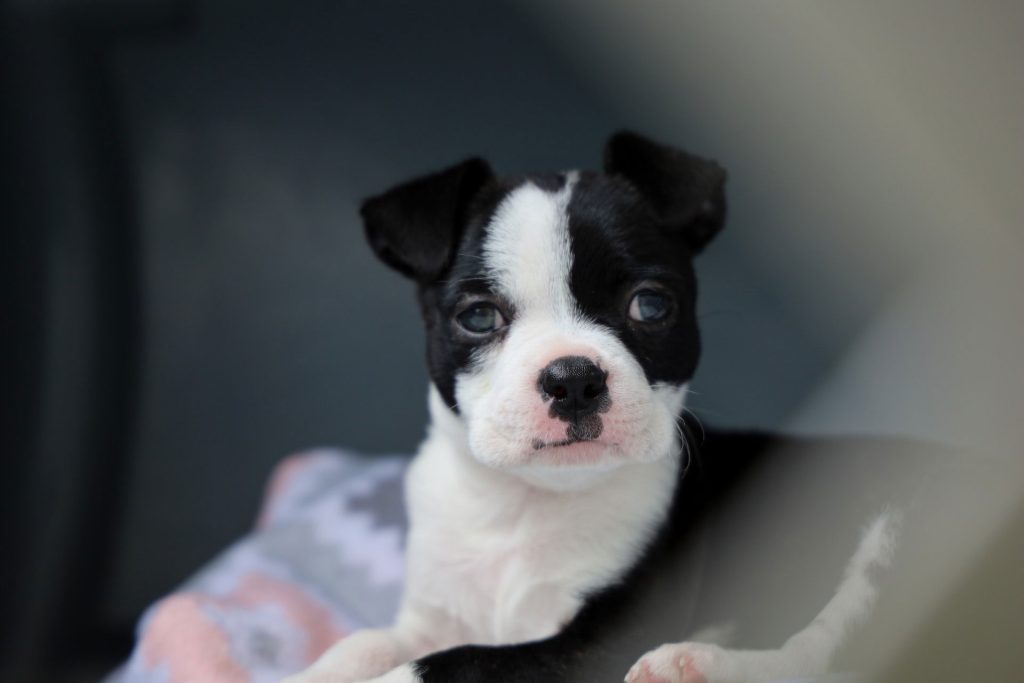 Boston Terrier Puppies for Sale