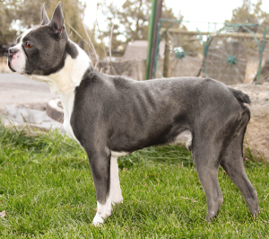 max the sire