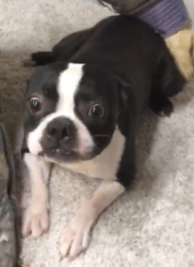 jasper face