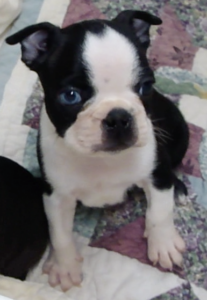 Frenchie face