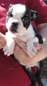 Frenchie face