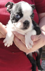 frenchie blue eye