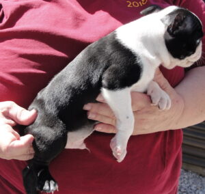 Frenchie