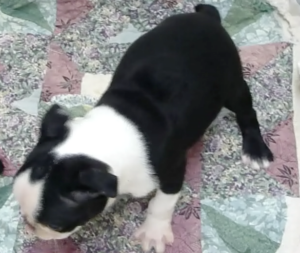 Frenchie top