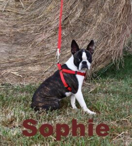Margies Sophie