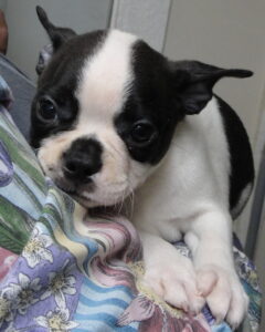 bingo puppy