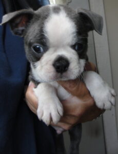 cooper close up