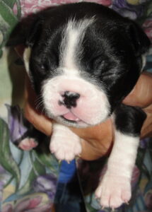 duchess face1