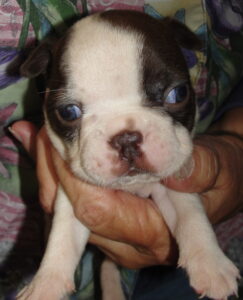 effie face 1