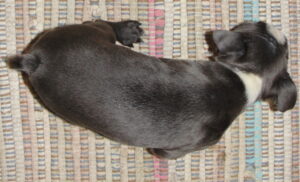 hudson top view