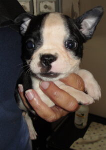 close up jace