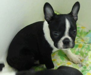 jax face