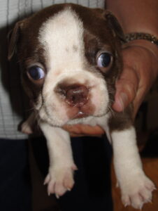june bug 2