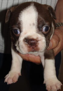 june bug face 1