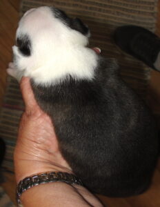 leo top view