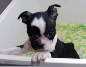peggy sue curious