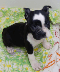 peggy sue