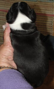 queenie top view