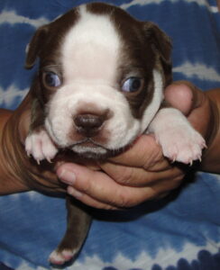 brody face