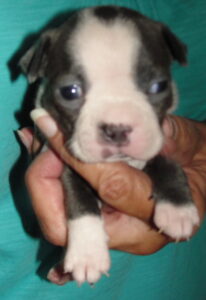 lola face 2