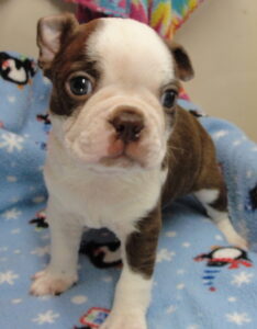 brady face