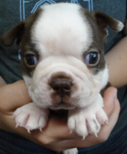brady face