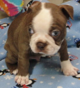 Brody face