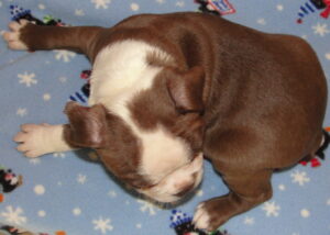 brody top view
