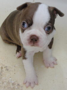 butch face