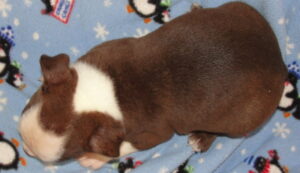 top view of caleb