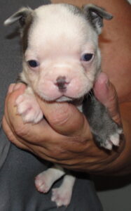 harlequin boston terrier cappy