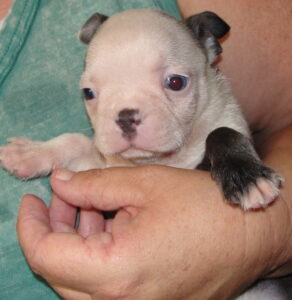 cappy puppy
