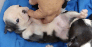 cappy playing