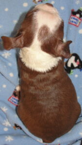 casey top view