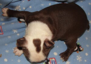 top view of cassady