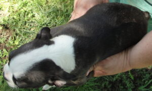 hunter top view