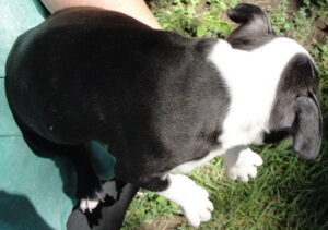 jack top view