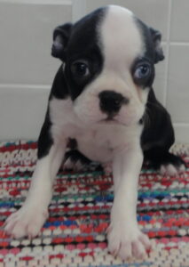 jack blue eye
