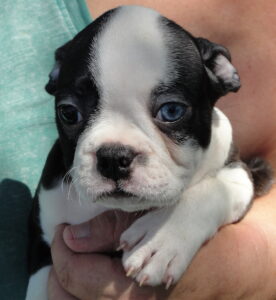 jack close up