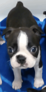 Junior face