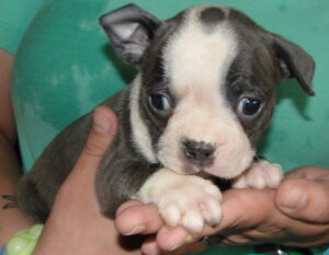 lola blue