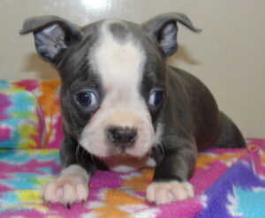 lola blue face