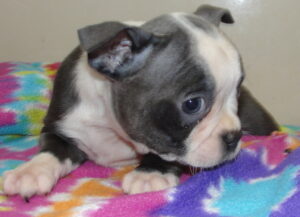 lola blu
