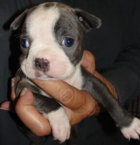 lola blue face