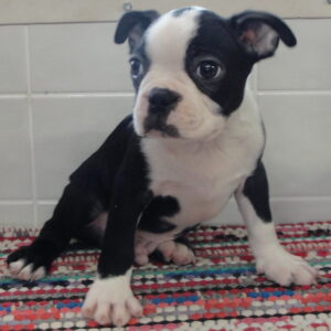 oscar posing