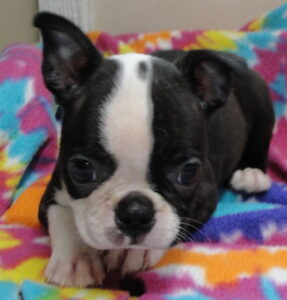 petunia
