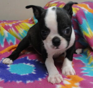 petunia and leg shot