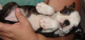 richie belly two