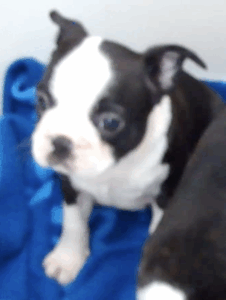 Spot ears up